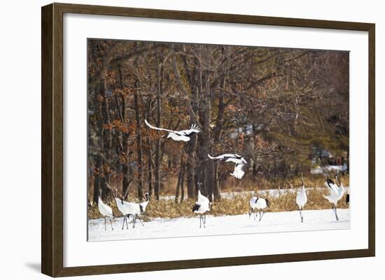 Red Crowned Cranes in Snow Hokkaido Japan-Peter Adams-Framed Photographic Print