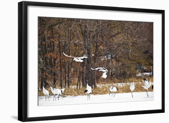 Red Crowned Cranes in Snow Hokkaido Japan-Peter Adams-Framed Photographic Print