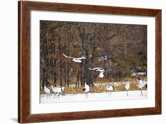 Red Crowned Cranes in Snow Hokkaido Japan-Peter Adams-Framed Photographic Print