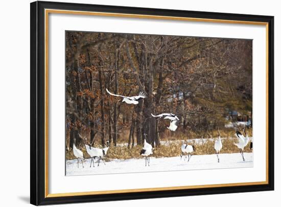 Red Crowned Cranes in Snow Hokkaido Japan-Peter Adams-Framed Photographic Print