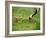 Red-Crowned Cranes-null-Framed Photographic Print