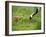 Red-Crowned Cranes-null-Framed Photographic Print