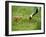 Red-Crowned Cranes-null-Framed Photographic Print