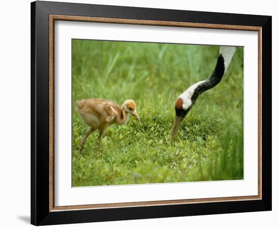 Red-Crowned Cranes-null-Framed Photographic Print