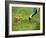 Red-Crowned Cranes-null-Framed Photographic Print