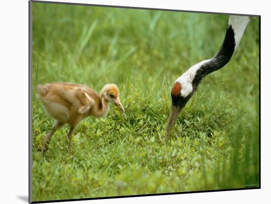 Red-Crowned Cranes-null-Mounted Photographic Print