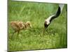 Red-Crowned Cranes-null-Mounted Photographic Print