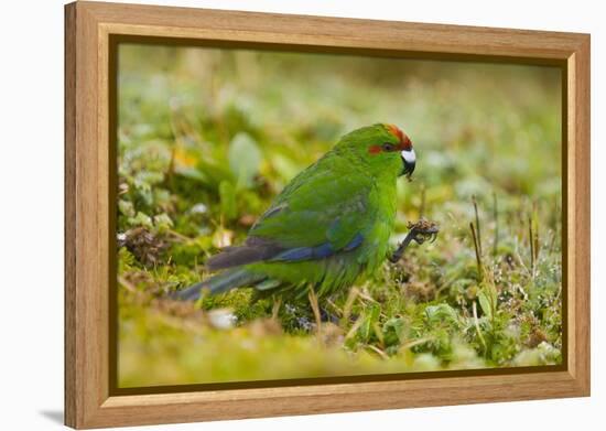 Red-Crowned Parakeet Feeding on the Ground-DLILLC-Framed Premier Image Canvas