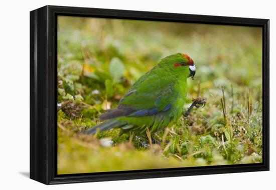 Red-Crowned Parakeet Feeding on the Ground-DLILLC-Framed Premier Image Canvas