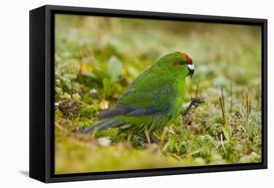 Red-Crowned Parakeet Feeding on the Ground-DLILLC-Framed Premier Image Canvas