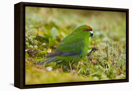 Red-Crowned Parakeet Feeding on the Ground-DLILLC-Framed Premier Image Canvas