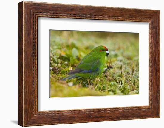 Red-Crowned Parakeet Feeding on the Ground-DLILLC-Framed Photographic Print