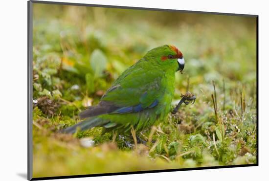 Red-Crowned Parakeet Feeding on the Ground-DLILLC-Mounted Photographic Print