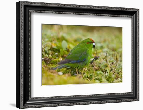 Red-Crowned Parakeet Feeding on the Ground-DLILLC-Framed Photographic Print