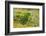 Red-Crowned Parakeet Feeding on the Ground-DLILLC-Framed Photographic Print