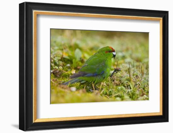 Red-Crowned Parakeet Feeding on the Ground-DLILLC-Framed Photographic Print