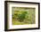 Red-Crowned Parakeet Feeding on the Ground-DLILLC-Framed Photographic Print