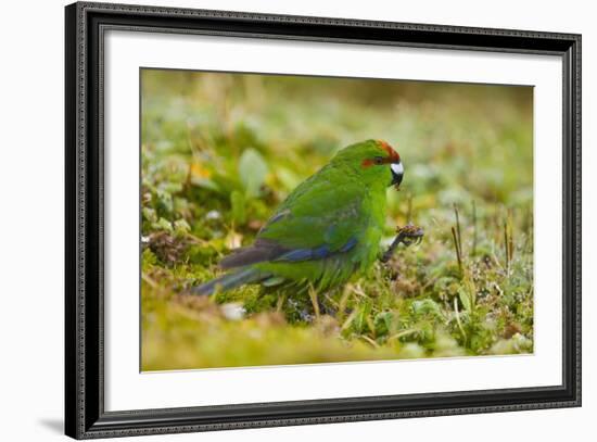 Red-Crowned Parakeet Feeding on the Ground-DLILLC-Framed Photographic Print