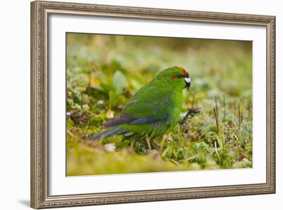 Red-Crowned Parakeet Feeding on the Ground-DLILLC-Framed Photographic Print