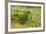 Red-Crowned Parakeet Feeding on the Ground-DLILLC-Framed Photographic Print