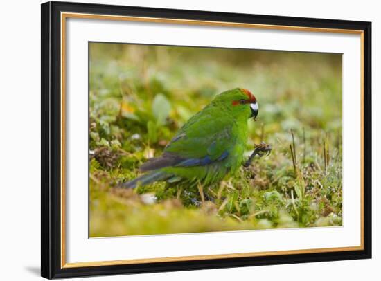 Red-Crowned Parakeet Feeding on the Ground-DLILLC-Framed Photographic Print