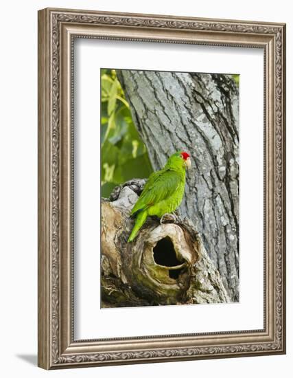 Red-Crowned Parrot (Amazona viridigenalis) adult at nest cavity, Texas, USA.-Larry Ditto-Framed Photographic Print