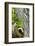 Red-Crowned Parrot (Amazona viridigenalis) adult at nest cavity, Texas, USA.-Larry Ditto-Framed Photographic Print