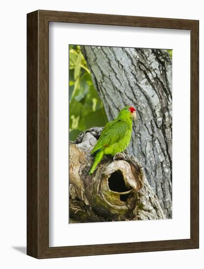 Red-Crowned Parrot (Amazona viridigenalis) adult at nest cavity, Texas, USA.-Larry Ditto-Framed Photographic Print