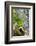 Red-Crowned Parrot (Amazona viridigenalis) adult at nest cavity, Texas, USA.-Larry Ditto-Framed Photographic Print