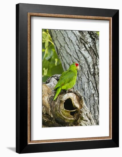 Red-Crowned Parrot (Amazona viridigenalis) adult at nest cavity, Texas, USA.-Larry Ditto-Framed Photographic Print