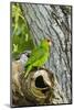 Red-Crowned Parrot (Amazona viridigenalis) adult at nest cavity, Texas, USA.-Larry Ditto-Mounted Photographic Print