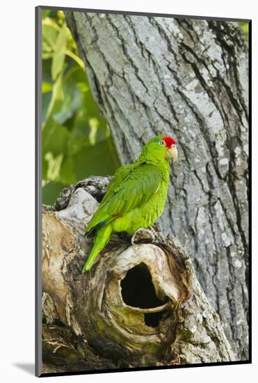 Red-Crowned Parrot (Amazona viridigenalis) adult at nest cavity, Texas, USA.-Larry Ditto-Mounted Photographic Print