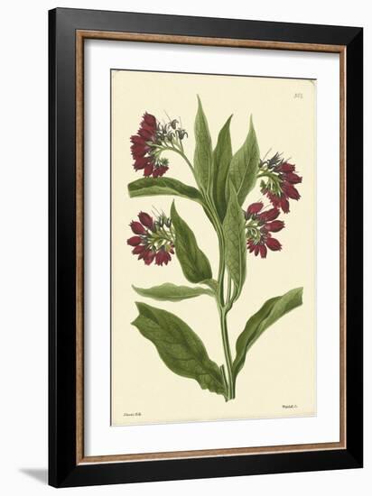 Red Curtis Botanical I-Vision Studio-Framed Art Print