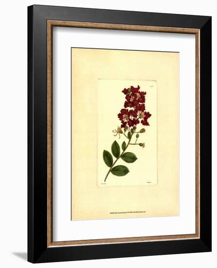 Red Curtis Botanical II-null-Framed Art Print