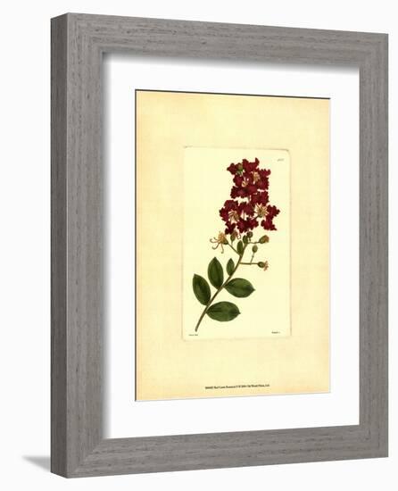Red Curtis Botanical II-null-Framed Art Print