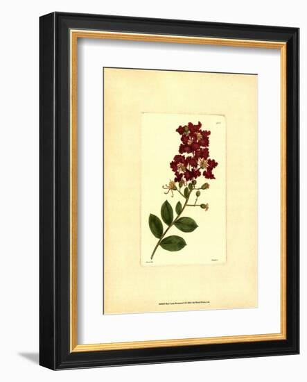 Red Curtis Botanical II-null-Framed Art Print