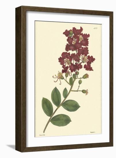 Red Curtis Botanical II-Vision Studio-Framed Art Print