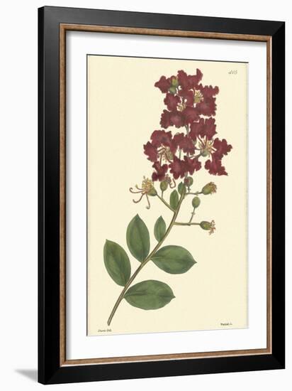 Red Curtis Botanical II-Vision Studio-Framed Art Print