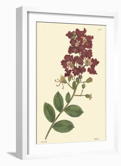 Red Curtis Botanical II-Vision Studio-Framed Art Print