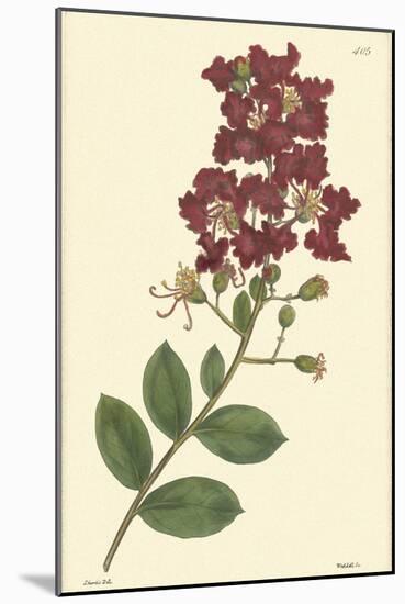 Red Curtis Botanical II-Vision Studio-Mounted Art Print