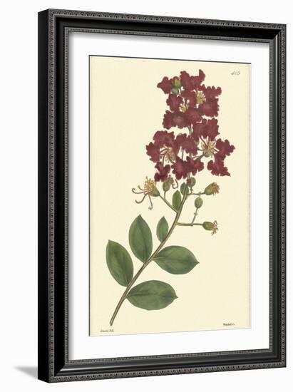 Red Curtis Botanical II-Vision Studio-Framed Art Print