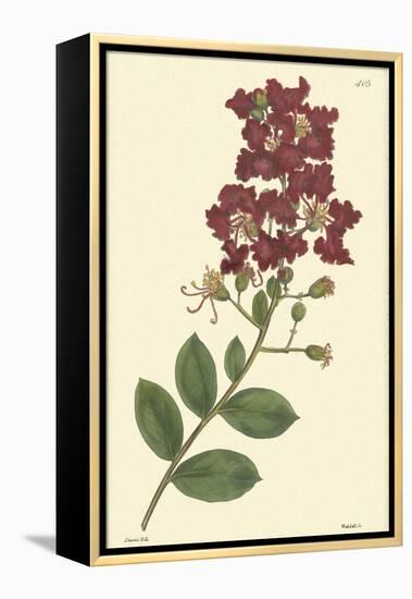 Red Curtis Botanical II-Vision Studio-Framed Stretched Canvas