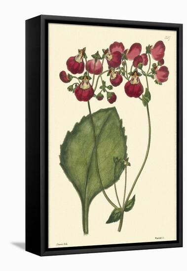 Red Curtis Botanical IV-Vision Studio-Framed Stretched Canvas