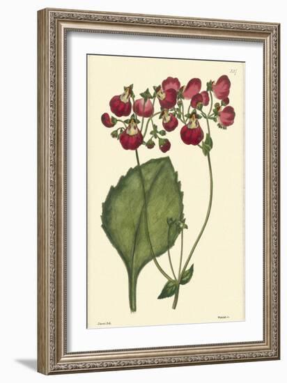 Red Curtis Botanical IV-Vision Studio-Framed Art Print