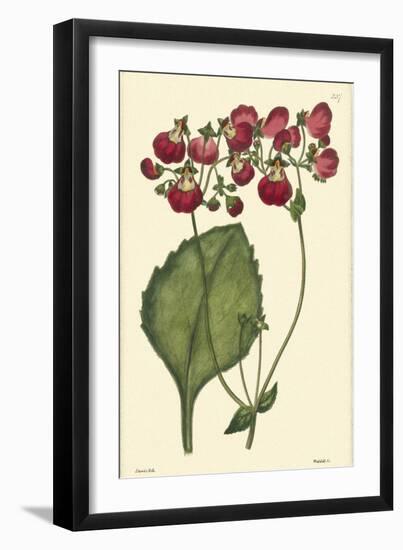 Red Curtis Botanical IV-Vision Studio-Framed Art Print