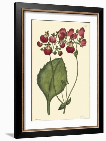Red Curtis Botanical IV-Vision Studio-Framed Art Print