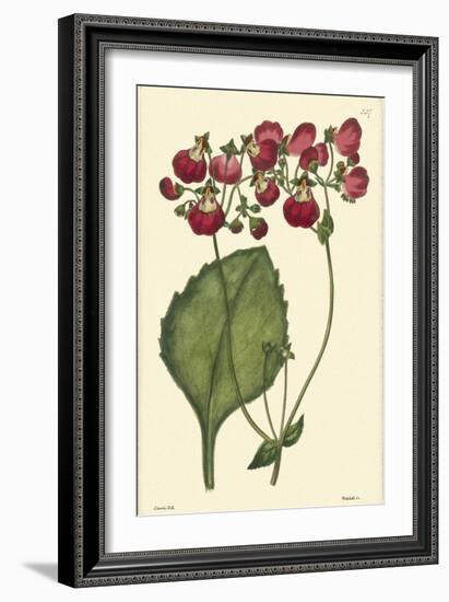 Red Curtis Botanical IV-Vision Studio-Framed Art Print
