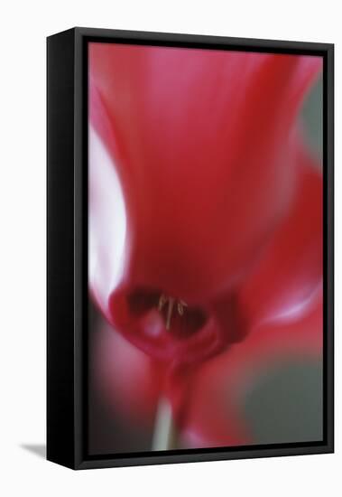 Red Cyclamen Abstract-Anna Miller-Framed Premier Image Canvas