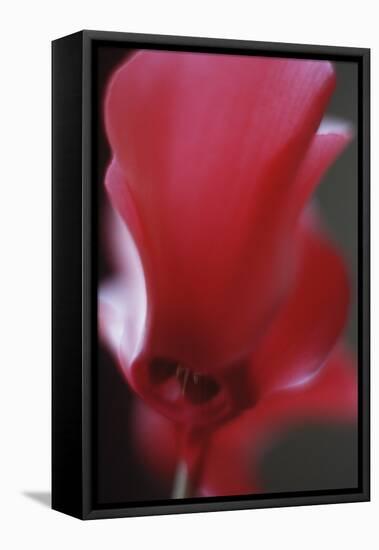 Red Cyclamen Abstract-Anna Miller-Framed Premier Image Canvas