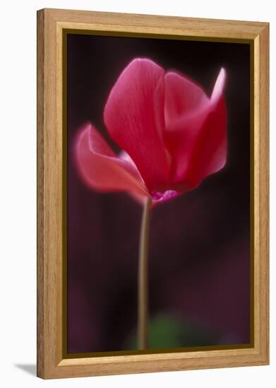 Red Cyclamen Abstract-Anna Miller-Framed Premier Image Canvas